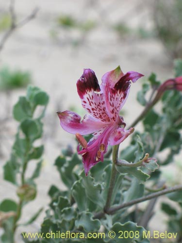 Image of Alstroemeria werdermannii (). Click to enlarge parts of image.