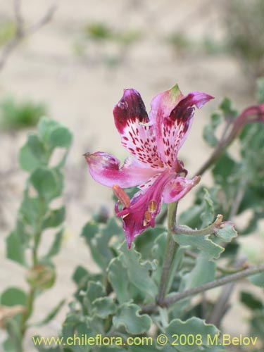 Image of Alstroemeria werdermannii (). Click to enlarge parts of image.