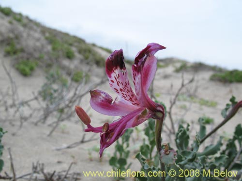 Image of Alstroemeria werdermannii (). Click to enlarge parts of image.
