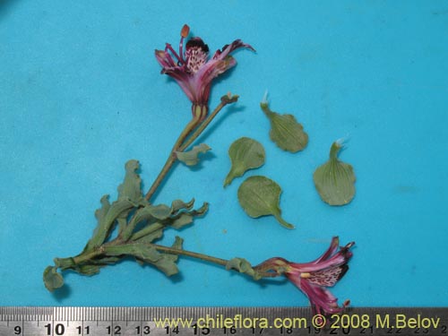 Image of Alstroemeria werdermannii (). Click to enlarge parts of image.
