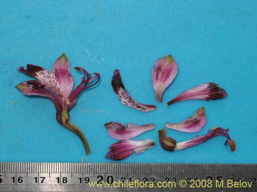 Image of Alstroemeria werdermannii (). Click to enlarge parts of image.