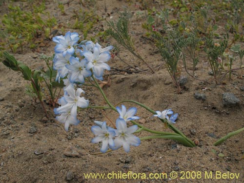 Image of Zephyra elegans (). Click to enlarge parts of image.