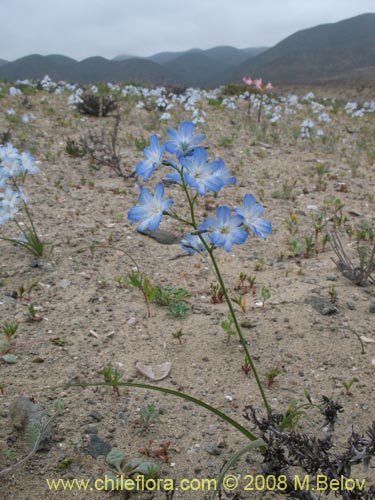 Image of Zephyra elegans (). Click to enlarge parts of image.