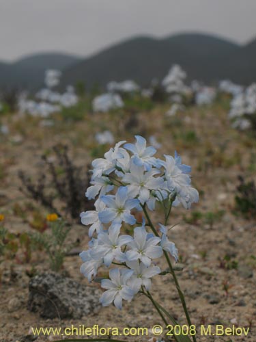 Image of Zephyra elegans (). Click to enlarge parts of image.