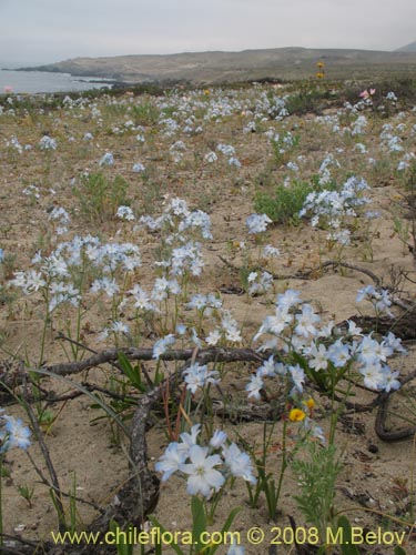 Image of Zephyra elegans (). Click to enlarge parts of image.