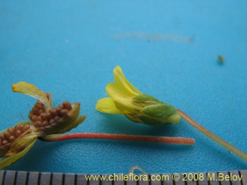 Bild von Viola polypoda (). Klicken Sie, um den Ausschnitt zu vergrössern.