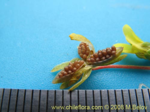 Bild von Viola polypoda (). Klicken Sie, um den Ausschnitt zu vergrössern.