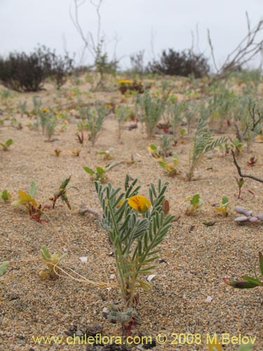 Image of Fabaceae sp. #2003 (). Click to enlarge parts of image.