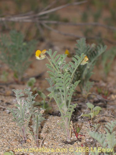 Image of Fabaceae sp. #2003 (). Click to enlarge parts of image.