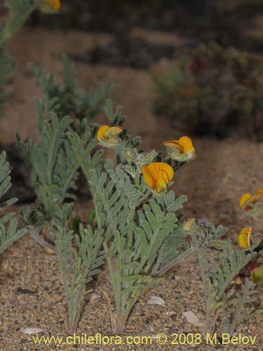 Image of Fabaceae sp. #2003 (). Click to enlarge parts of image.