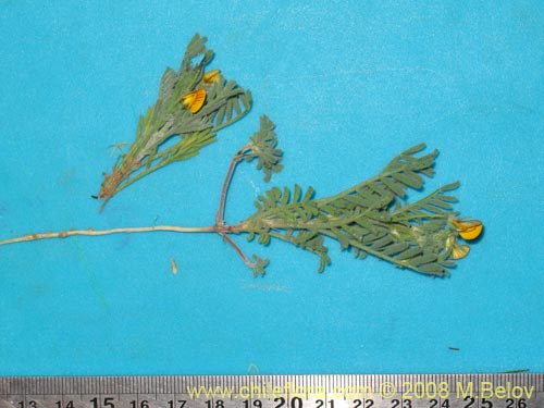 Image of Fabaceae sp. #2003 (). Click to enlarge parts of image.
