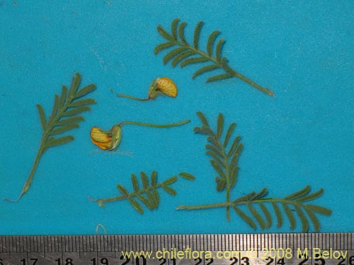 Image of Fabaceae sp. #2003 (). Click to enlarge parts of image.