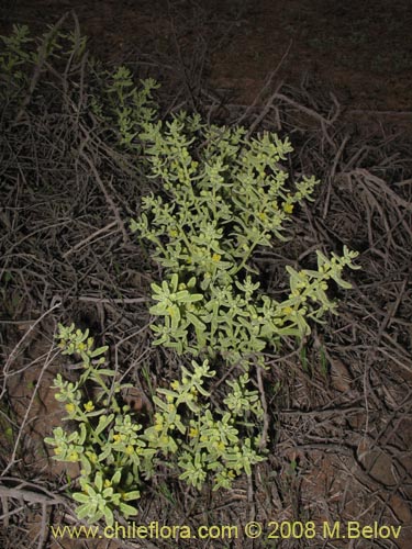 Image of Tetragonia angustifolia (). Click to enlarge parts of image.