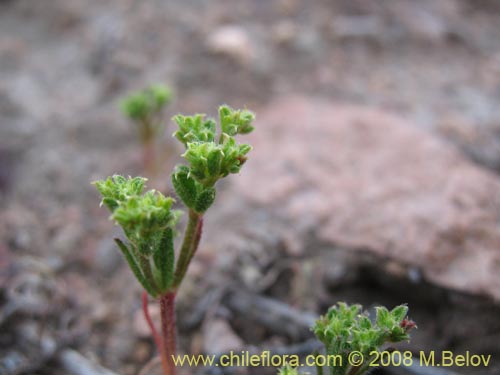 Lastarriaea chilensisの写真