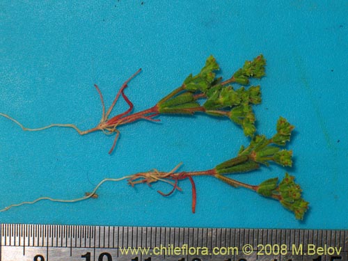 Lastarriaea chilensisの写真