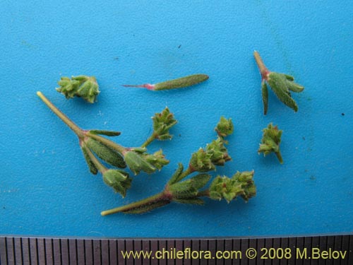 Lastarriaea chilensisの写真