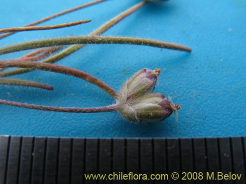 Imágen de Plantago litorea (). Haga un clic para aumentar parte de imágen.