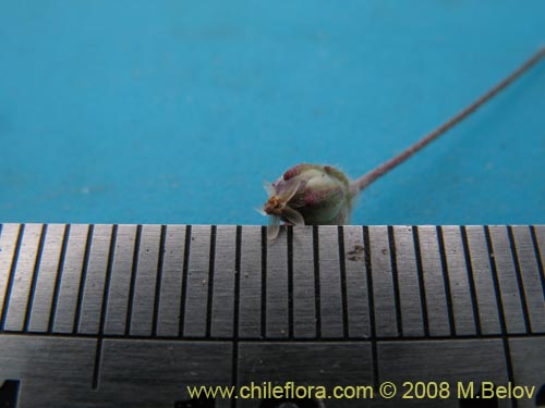 Imágen de Plantago litorea (). Haga un clic para aumentar parte de imágen.