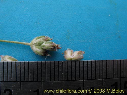 Imágen de Plantago litorea (). Haga un clic para aumentar parte de imágen.