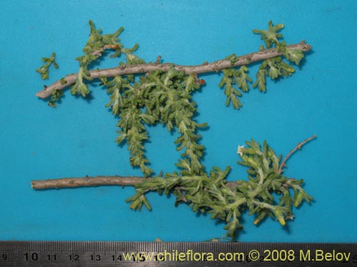 Image of Nolana sp. #1710 (). Click to enlarge parts of image.