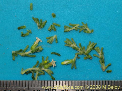 Image of Nolana sp. #1710 (). Click to enlarge parts of image.