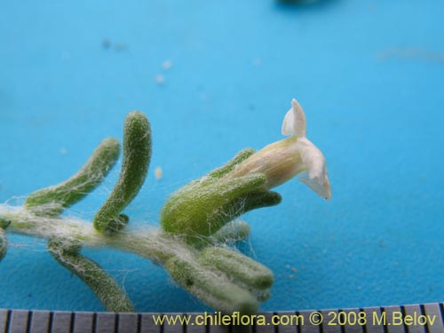 Image of Nolana sp. #1710 (). Click to enlarge parts of image.