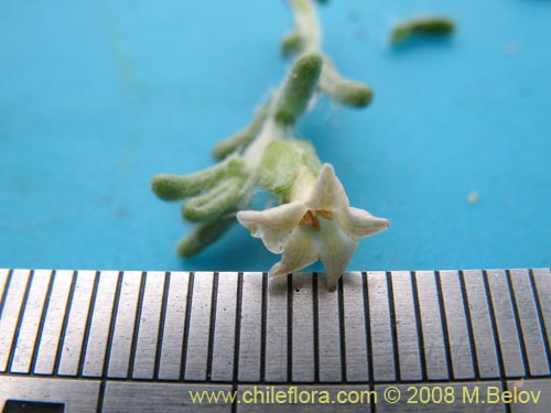 Image of Nolana sp. #1710 (). Click to enlarge parts of image.