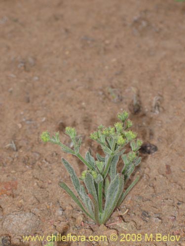 Image of Unidentified Plant sp. #2000 (). Click to enlarge parts of image.