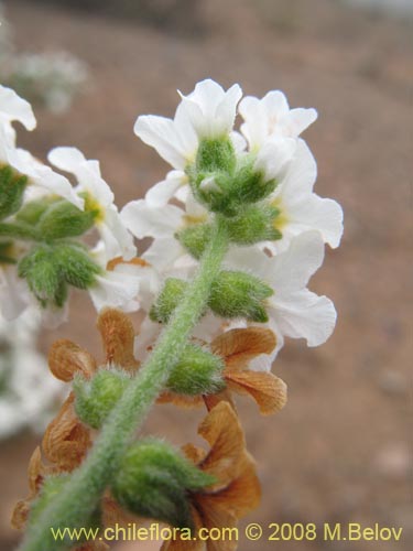 Heliotropium myosotifolium의 사진