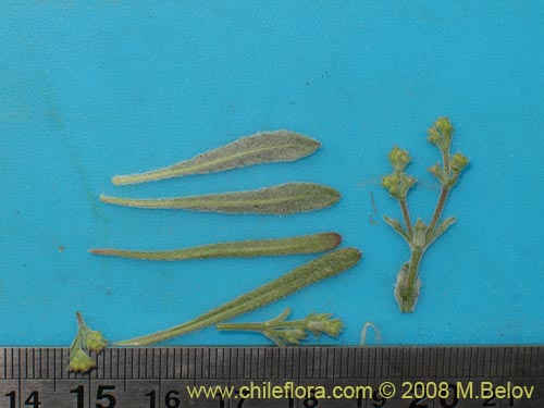 Image of Unidentified Plant sp. #2000 (). Click to enlarge parts of image.