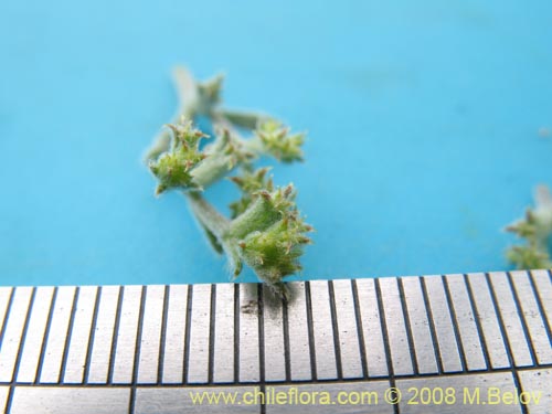 Lastarriaea chilensisの写真