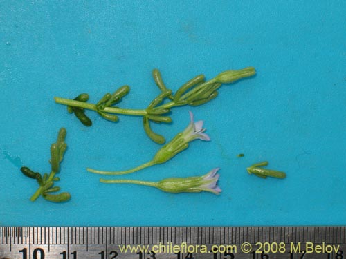 Image of Nolana sp. #1955 (). Click to enlarge parts of image.