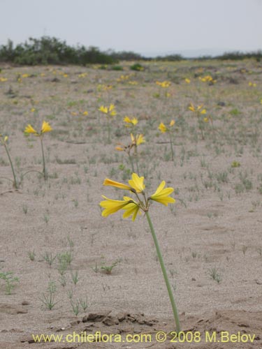 Image of Rhodophiala bagnoldii (Añañuca amarilla). Click to enlarge parts of image.