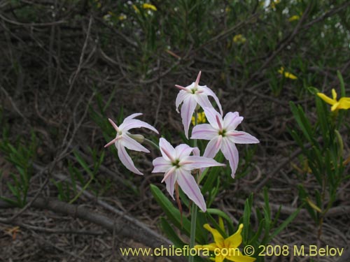 Image of Leucocoryne appendiculata (). Click to enlarge parts of image.