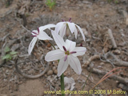 Image of Leucocoryne appendiculata (). Click to enlarge parts of image.