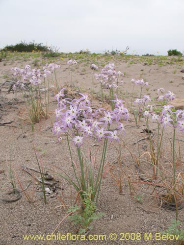 Image of Leucocoryne appendiculata (). Click to enlarge parts of image.