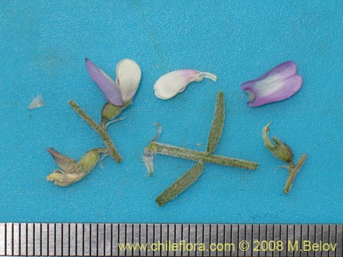 Bild von Fabaceae sp. #1255 (). Klicken Sie, um den Ausschnitt zu vergrössern.