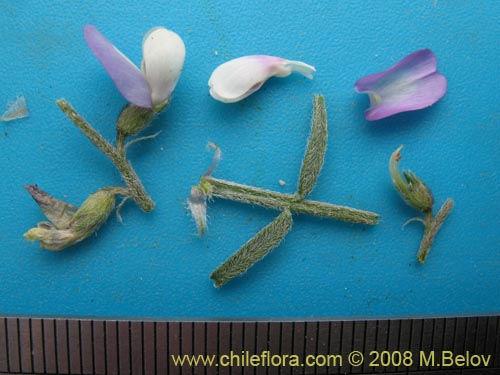 Bild von Fabaceae sp. #1255 (). Klicken Sie, um den Ausschnitt zu vergrössern.