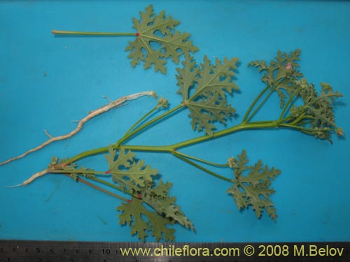 Image of Cristaria viridiluteola var. pinnata (). Click to enlarge parts of image.