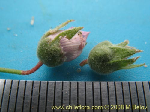 Image of Cristaria viridiluteola var. pinnata (). Click to enlarge parts of image.