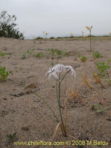 Image of Leucocoryne appendiculata (). Click to enlarge parts of image.