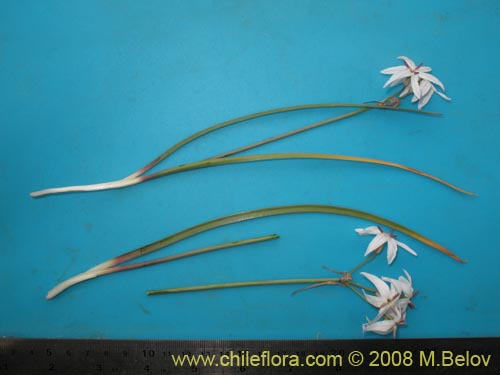 Image of Leucocoryne appendiculata (). Click to enlarge parts of image.