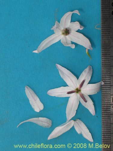 Image of Leucocoryne appendiculata (). Click to enlarge parts of image.