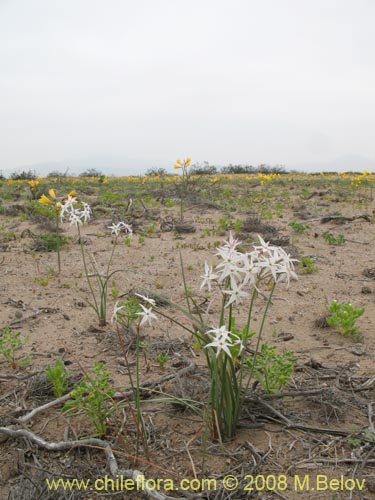 Image of Leucocoryne appendiculata (). Click to enlarge parts of image.