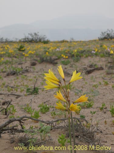 Image of Rhodophiala bagnoldii (Añañuca amarilla). Click to enlarge parts of image.