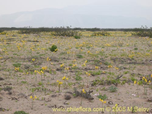 Image of Rhodophiala bagnoldii (Añañuca amarilla). Click to enlarge parts of image.