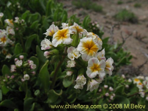 Bild von Heliotropium megalanthum (). Klicken Sie, um den Ausschnitt zu vergrössern.