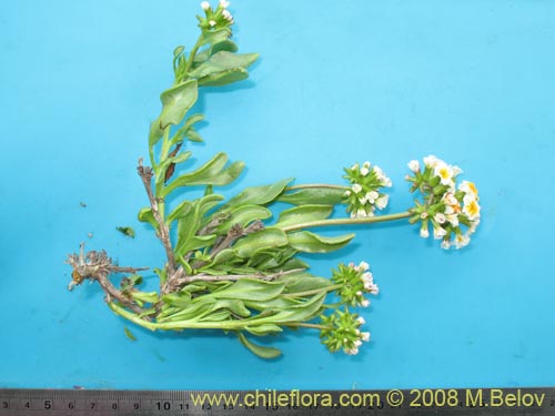 Bild von Heliotropium megalanthum (). Klicken Sie, um den Ausschnitt zu vergrössern.