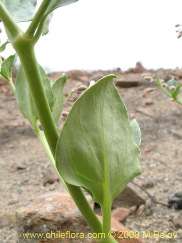 Imágen de Mirabilis elegans (). Haga un clic para aumentar parte de imágen.