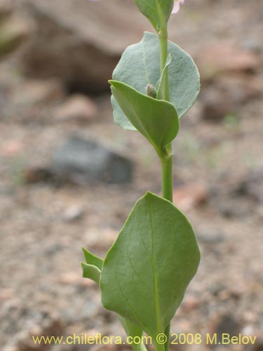 Imágen de Mirabilis elegans (). Haga un clic para aumentar parte de imágen.